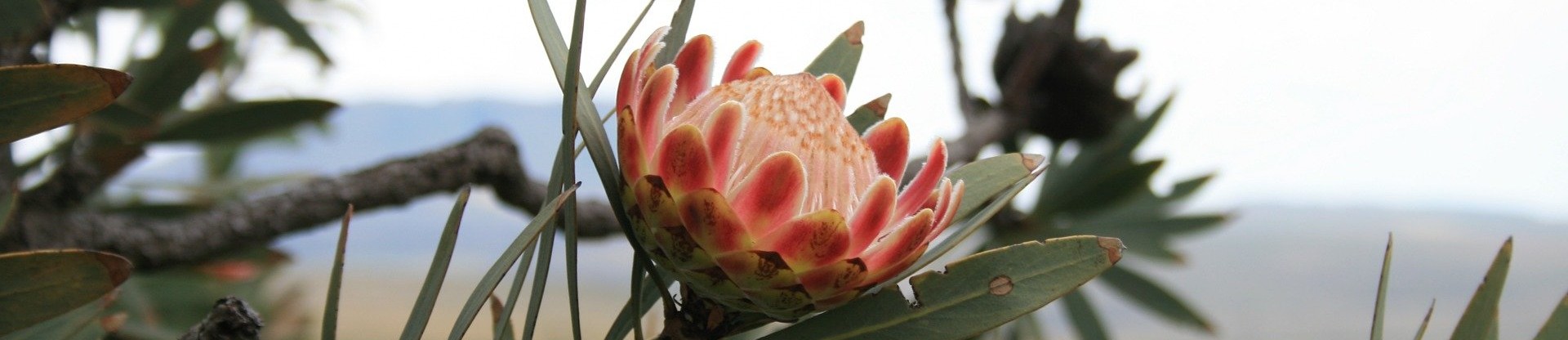 Protea Image par Lynn Greyling de Pixabay